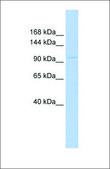 Anti-COL6A1 antibody produced in rabbit affinity isolated antibody