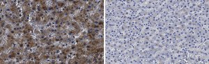 Anti-Haptoglobin Antibody, clone 2D22 ZooMAb&#174; Rabbit Monoclonal recombinant, expressed in HEK 293 cells