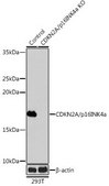 Anti- CDKN2A/p16INK4a antibody produced in rabbit