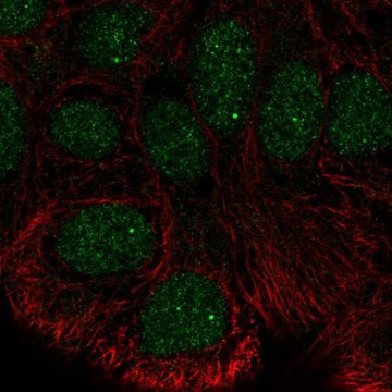 Anti-STK35 antibody produced in rabbit Prestige Antibodies&#174; Powered by Atlas Antibodies, affinity isolated antibody