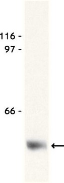 Anti-Myc Tag Antibody, clone 9E10 clone 9E10, Upstate&#174;, from mouse