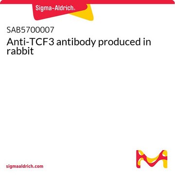 Anti-TCF3 antibody produced in rabbit