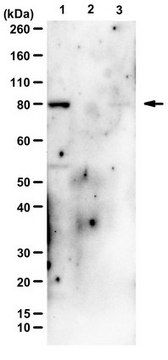 Anti-PI3 Kinase Antibody, p85 from rabbit, purified by affinity chromatography