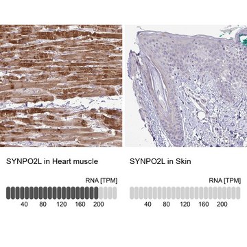 Anti-SYNPO2L antibody produced in rabbit Prestige Antibodies&#174; Powered by Atlas Antibodies, affinity isolated antibody, buffered aqueous glycerol solution