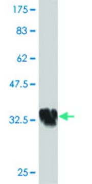 ANTI-HOXA5 antibody produced in mouse clone 1E7, purified immunoglobulin, buffered aqueous solution