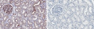 Anti-ROCK-1 Antibody, clone 3K23 ZooMAb&#174; Rabbit Monoclonal recombinant, expressed in HEK 293 cells