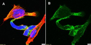 Anti-PENK Antibody, clone 1M12 ZooMAb&#174; Rabbit Monoclonal recombinant, expressed in HEK 293 cells