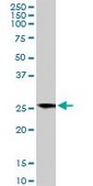 Monoclonal Anti-BCAP31, (C-terminal) antibody produced in mouse clone 3C5, ascites fluid