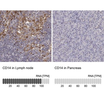 Anti-CD14 antibody produced in rabbit Ab3, Prestige Antibodies&#174; Powered by Atlas Antibodies, affinity isolated antibody, buffered aqueous glycerol solution