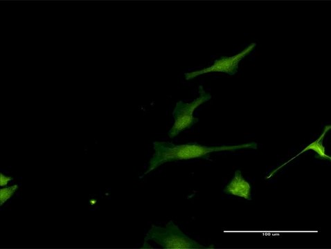 Anti-FAM117A antibody produced in rabbit purified immunoglobulin, buffered aqueous solution