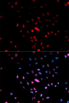 Anti-Phospho-c-Jun-S73 antibody produced in rabbit