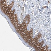 Anti-FAM83B antibody produced in rabbit Prestige Antibodies&#174; Powered by Atlas Antibodies, affinity isolated antibody, buffered aqueous glycerol solution, ab1