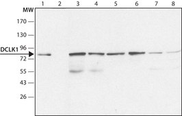Anti-DCLK1 antibody produced in rabbit ~1.5&#160;mg/mL, affinity isolated antibody