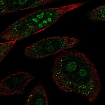 Anti-BRINP2 antibody produced in rabbit Prestige Antibodies&#174; Powered by Atlas Antibodies, affinity isolated antibody