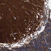 Anti-GAP43 antibody produced in rabbit Prestige Antibodies&#174; Powered by Atlas Antibodies, affinity isolated antibody, buffered aqueous glycerol solution