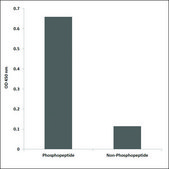 Anti-phospho-Smad2/3 (pThr8) antibody produced in rabbit affinity isolated antibody