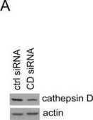 Anti-Actin (20-33) antibody produced in rabbit IgG fraction of antiserum, buffered aqueous solution