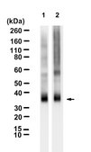 Anti-Rhodopsin Antibody, clone 4D2 ZooMAb&#174; Mouse Monoclonal recombinant, expressed in HEK 293 cells