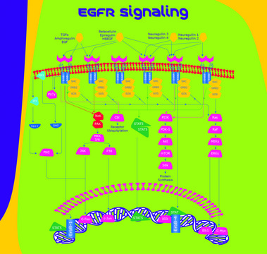 Heparin-Binding EGF-Like Growth Factor human HB-EGF, recombinant, expressed in baculovirus infected Sf21 cells, lyophilized powder, suitable for cell culture