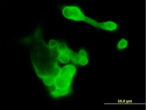 Anti-EFNA3 antibody produced in mouse purified immunoglobulin, buffered aqueous solution