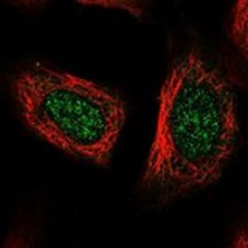 Anti-POLR2L antibody produced in rabbit Prestige Antibodies&#174; Powered by Atlas Antibodies, affinity isolated antibody, buffered aqueous glycerol solution