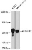 Anti-ALDH1A2 antibody produced in rabbit