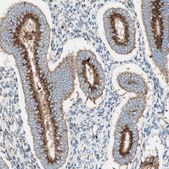 Anti-GOLGB1 antibody produced in rabbit Ab1, Prestige Antibodies&#174; Powered by Atlas Antibodies, affinity isolated antibody, buffered aqueous glycerol solution