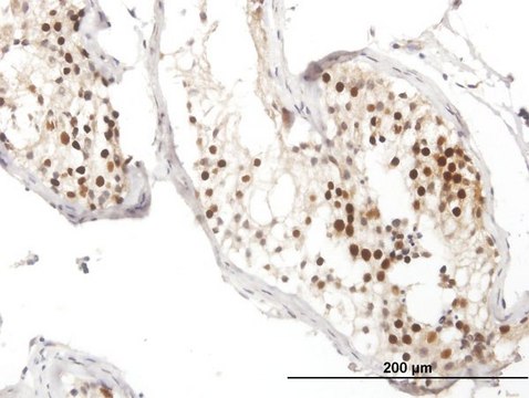 Anti-RAD51 antibody produced in mouse purified immunoglobulin, buffered aqueous solution