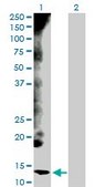 Anti-CYCS antibody produced in rabbit purified immunoglobulin, buffered aqueous solution