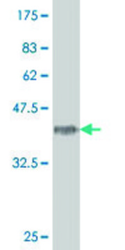 ANTI-HOXA5 antibody produced in mouse clone 4F2, purified immunoglobulin, buffered aqueous solution