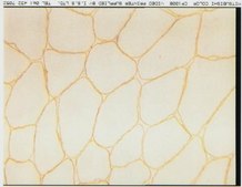 Anti-Dystrophin Antibody, mid-rod, clone 6D3 culture supernatant, clone 6D3, Chemicon&#174;