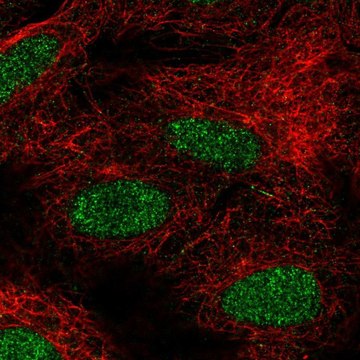 Anti-FIZ1 antibody produced in rabbit Prestige Antibodies&#174; Powered by Atlas Antibodies, affinity isolated antibody