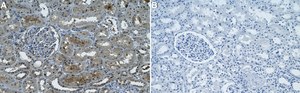 Anti-MTAP Antibody, clone 1H20 ZooMAb&#174; Rabbit Monoclonal recombinant, expressed in HEK 293 cells