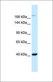 Anti-GRIN2A antibody produced in rabbit affinity isolated antibody