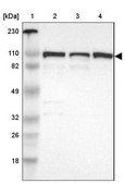 Anti-CTAGE5 antibody produced in rabbit Ab2, Prestige Antibodies&#174; Powered by Atlas Antibodies, affinity isolated antibody, buffered aqueous glycerol solution