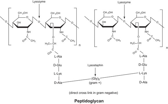 Lysozyme from chicken egg white For use as a marker in SDS-PAGE