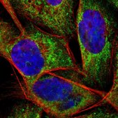 Anti-APOO antibody produced in rabbit Prestige Antibodies&#174; Powered by Atlas Antibodies, affinity isolated antibody, buffered aqueous glycerol solution