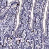 Anti-CCK Prestige Antibodies&#174; Powered by Atlas Antibodies, affinity isolated antibody