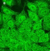 Anti-STAT1 (alpha &amp; beta) clone 3G14 ZooMAb&#174; Rabbit Monoclonal recombinant, expressed in HEK 293 cells