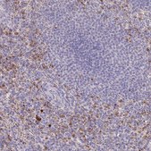 Anti-P2RY13 antibody produced in rabbit Prestige Antibodies&#174; Powered by Atlas Antibodies, affinity isolated antibody, buffered aqueous glycerol solution