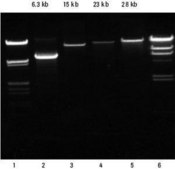 High Pure PCR Template Preparation Kit pkg of 100 purifications, suitable for DNA extraction
