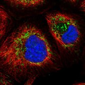 Anti-HSPD1 antibody produced in rabbit Prestige Antibodies&#174; Powered by Atlas Antibodies, affinity isolated antibody