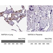 Anti-NAPSA antibody produced in rabbit Prestige Antibodies&#174; Powered by Atlas Antibodies, affinity isolated antibody, buffered aqueous glycerol solution