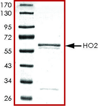 HO2, GST tagged human recombinant, expressed in E. coli, &#8805;70% (SDS-PAGE), buffered aqueous glycerol solution