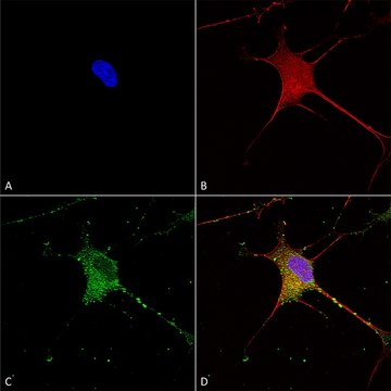 Monoclonal Anti-Git1 antibody produced in mouse clone S39B-8, purified immunoglobulin