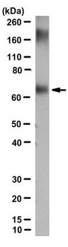 Anti-Phosphorylcholine Antibody, clone BH8 clone BH8, from mouse