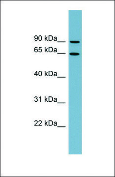 Anti-SLC12A8, (N-terminal) antibody produced in rabbit affinity isolated antibody