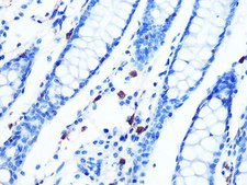 Anti-Moesin antibody produced in rabbit