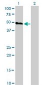Monoclonal Anti-HCRTR2 antibody produced in mouse clone 1E3, purified immunoglobulin, buffered aqueous solution