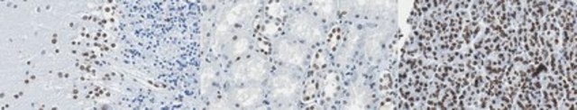 Anti-Lamin A/C Antibody, clone 2E8.2 clone 2E8.2, from mouse